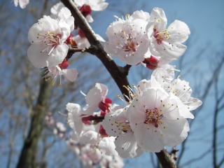 「アンズ」の花です。